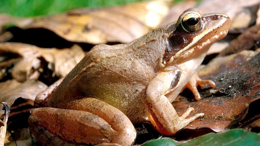 Springfrosch (Rana dalmatina) (Quelle: A. Malten, Forschungsinstitut Senckenberg)