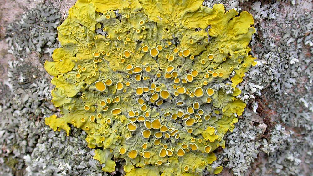 Blattflechte Xanthoria parietina (Quelle: U. Windisch)