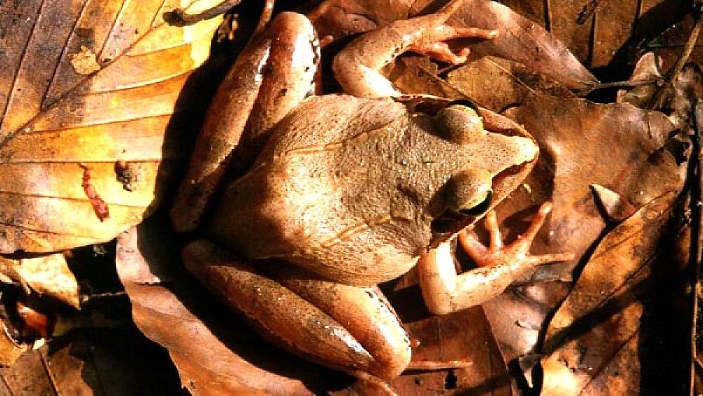 Springfrosch (Rana dalmatina) (Quelle: A. Malten, Forschungsinstitut Senckenberg)