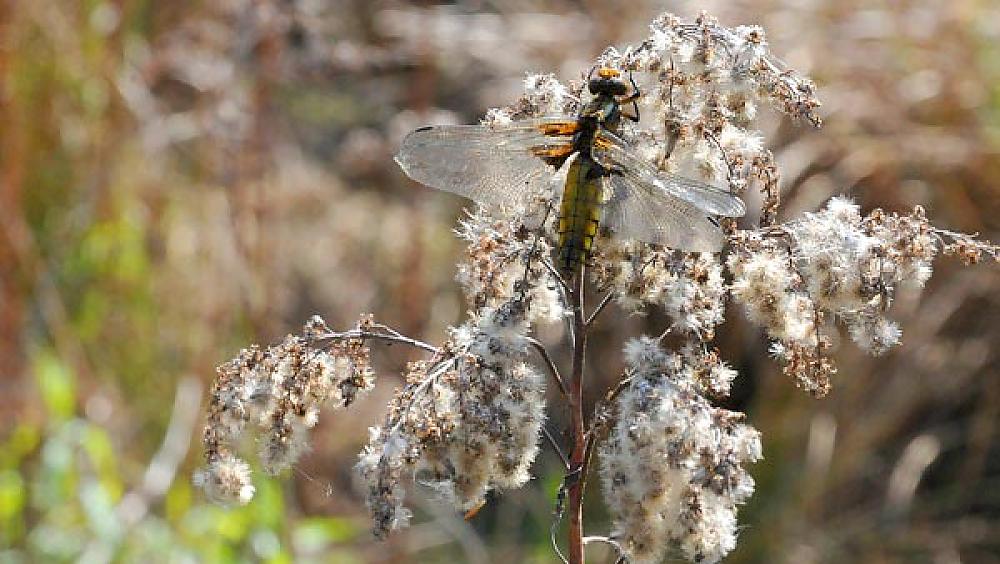 Plattbauchlibelle (Libellula depressa) (Quelle: UNH)