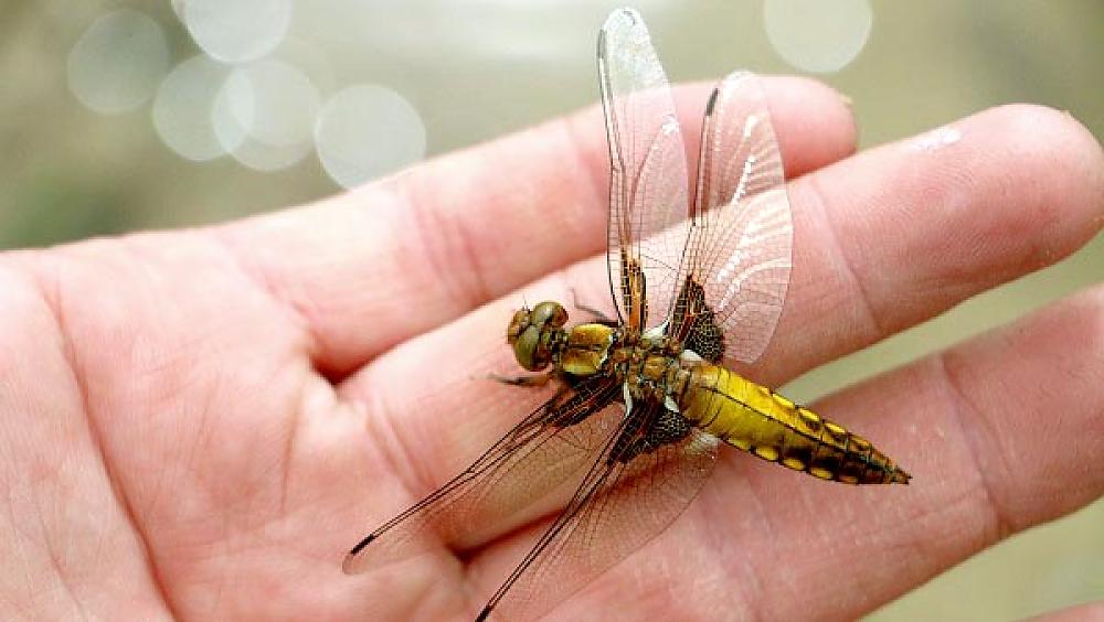 Plattbauchlibelle (Libellula depressa) (Quelle: UNH)