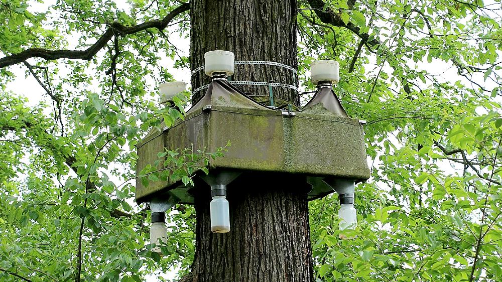 Stammeklektor zum Fangen von Käfern, Spinnen und Co. (Quelle: UNH)