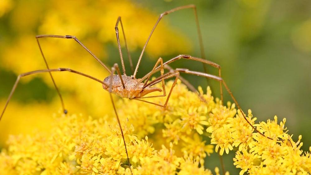 Gemeiner Weberknecht (Phalangium opilio) (Quelle: Fotolia, Schmutzler-Schaub)