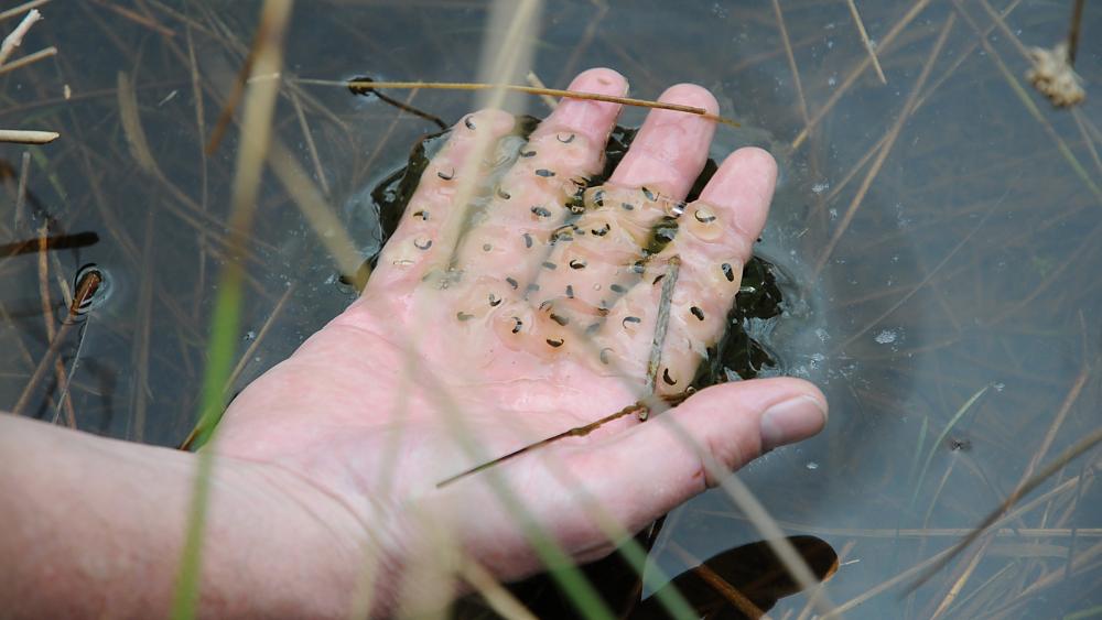 Laichballen des Springfroschs kurz vor dem Schlüpfen (Quelle: UNH)
